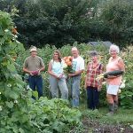 Falmouth Allotments